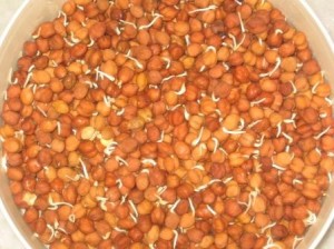 Queensland To Develop New Chickpeas Variety For India