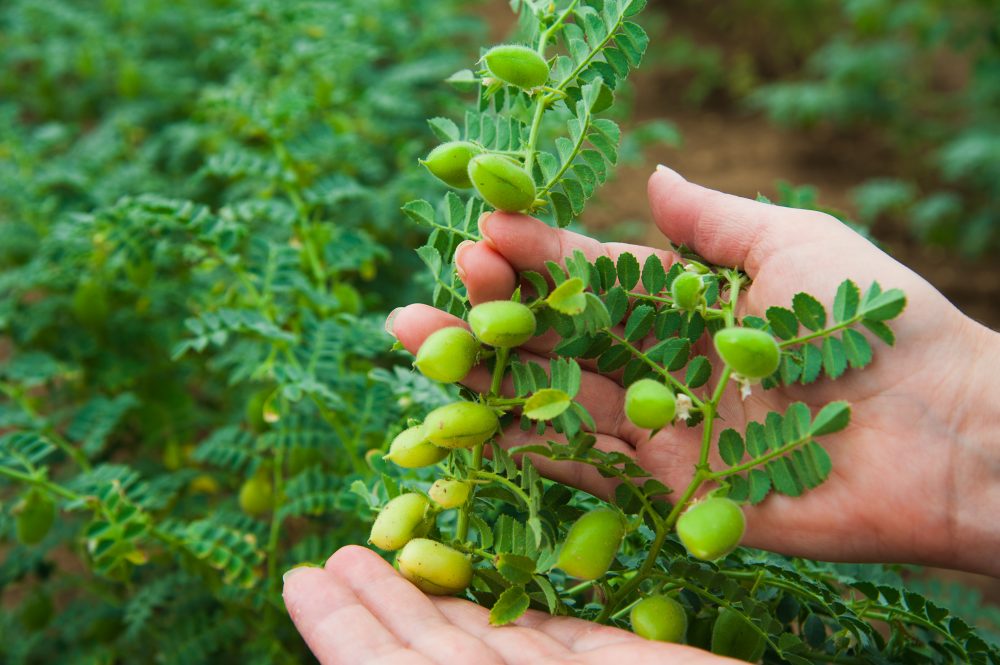 How to Grow Chickpeas All Year Long